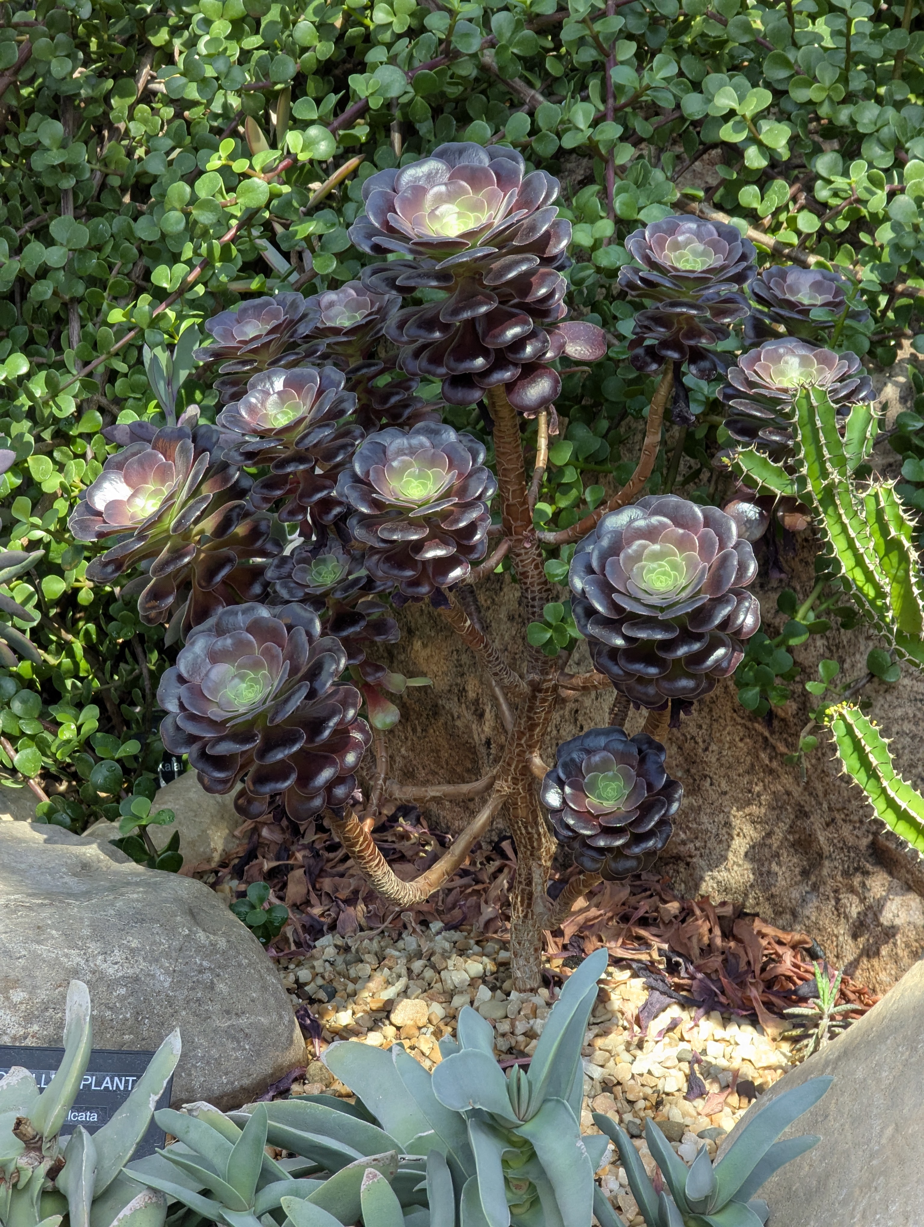 Birthday Trip to Canada, Edmonton, Pyramids, Muttart Observatory